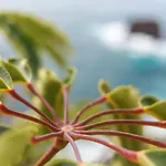 Cliff View Iii - Sea View + Pool + Wifi * 丰沙尔