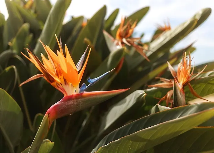 Apartament Cliff View Iii - Sea View + Pool + Wifi *